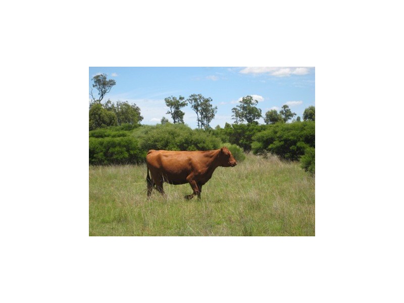 ” Kooringal “, Tara QLD 4421