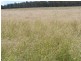 Miles QLD 4415
