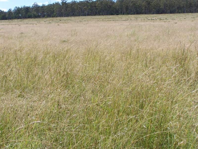 Miles QLD 4415