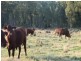 Miles QLD 4415
