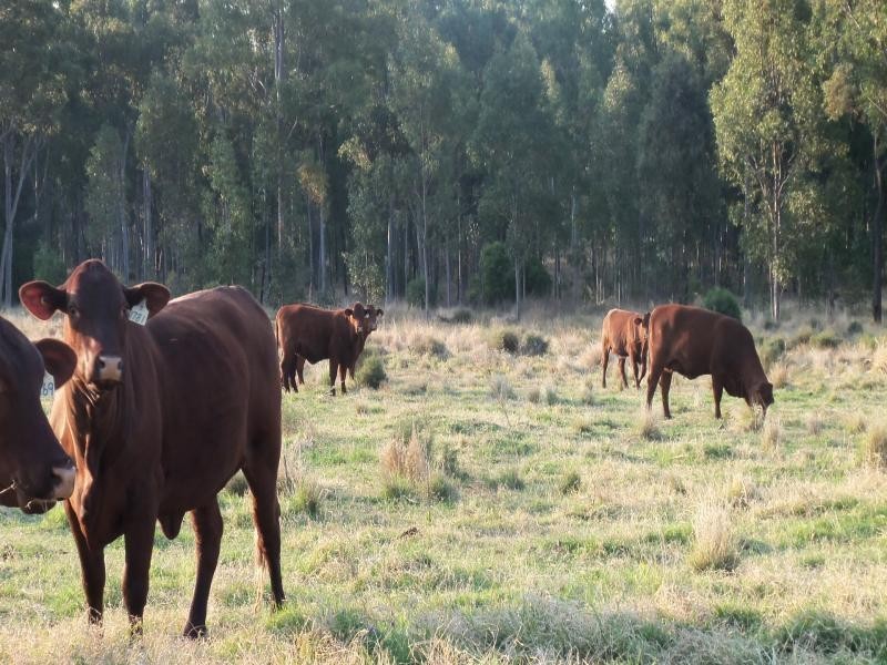 Miles QLD 4415