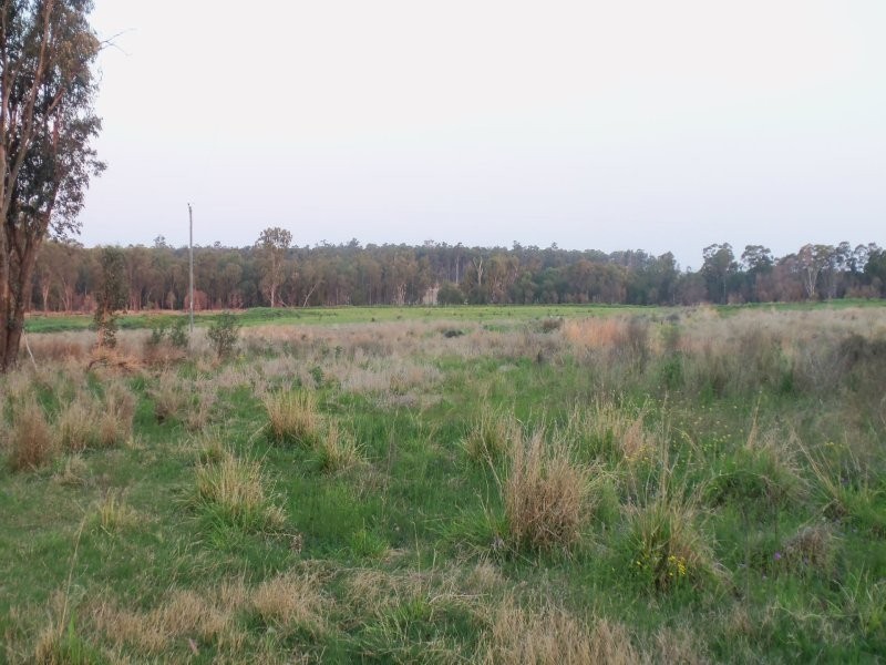Miles QLD 4415