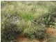Quilpie QLD 4480