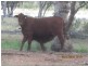 * CLOVER LAKES, Cunnamulla QLD 4490