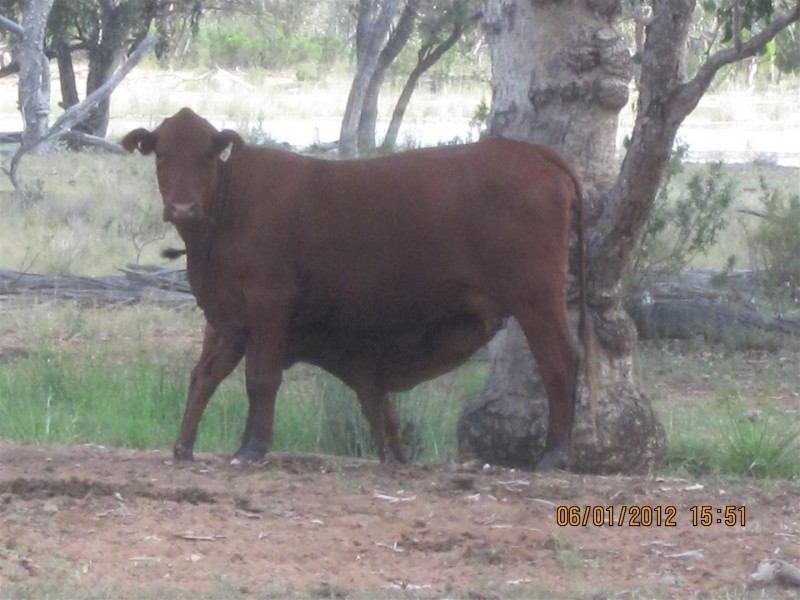 * CLOVER LAKES, Cunnamulla QLD 4490