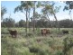 * CLOVER LAKES, Cunnamulla QLD 4490
