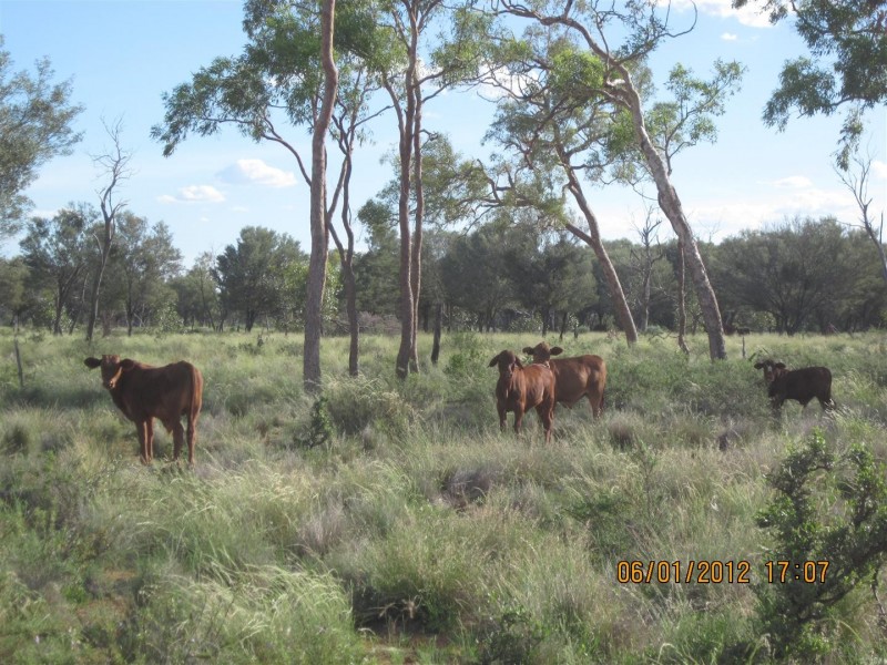 * CLOVER LAKES, Cunnamulla QLD 4490