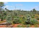 * CLOVER LAKES, Cunnamulla QLD 4490
