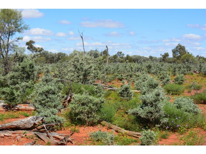* CLOVER LAKES, Cunnamulla QLD 4490