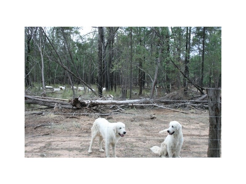 LOT 81 DALWOGAN ROAD, Miles QLD 4415