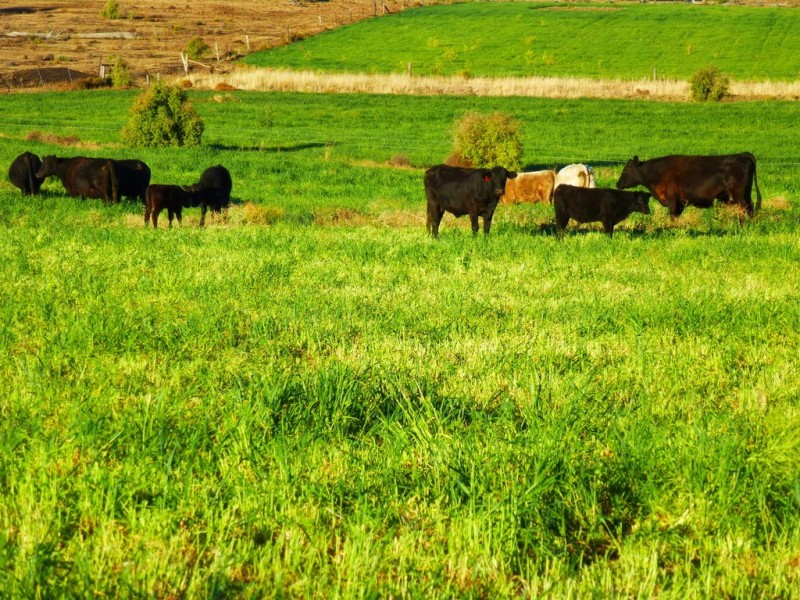 Kaimkillenbun QLD 4406