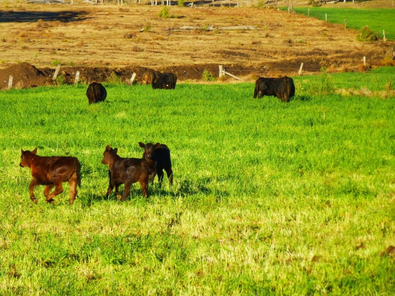 Kaimkillenbun QLD 4406