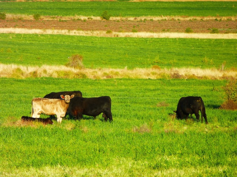 Kaimkillenbun QLD 4406