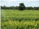 Surat QLD 4417