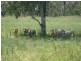Mundubbera QLD 4626
