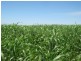Mundubbera QLD 4626