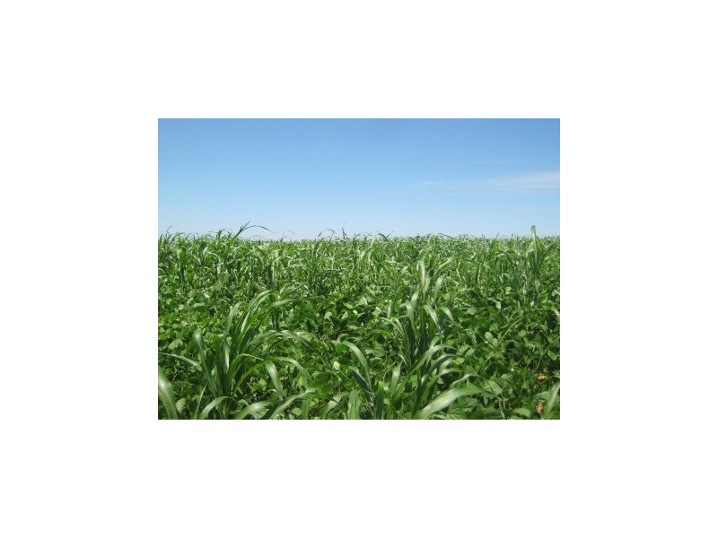 Mundubbera QLD 4626