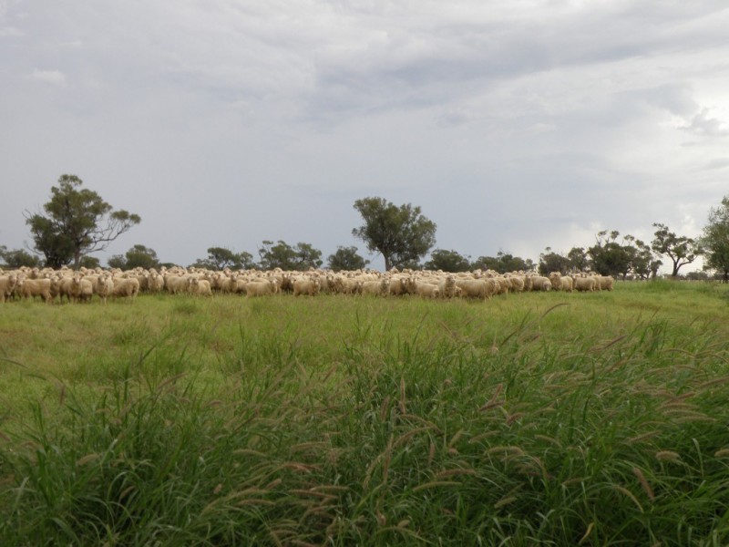 Longreach QLD 4730
