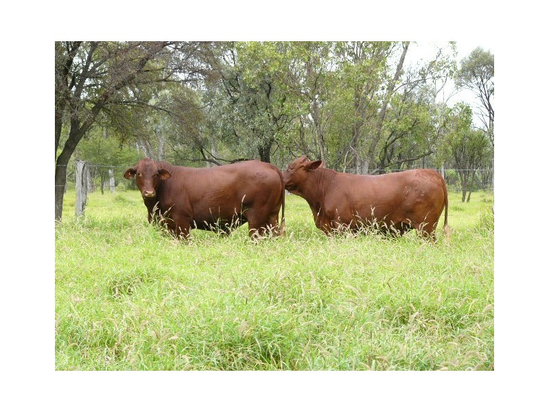 Blackall QLD 4472