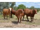 ” Wiringa”, Charleville QLD 4470