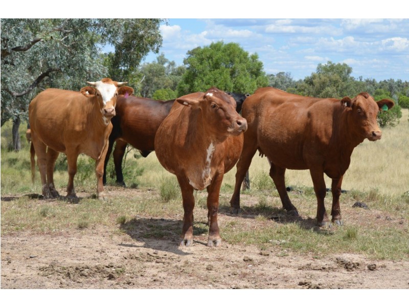 ” Wiringa”, Charleville QLD 4470