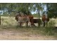 ” Wiringa”, Charleville QLD 4470
