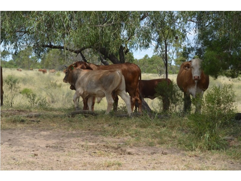 ” Wiringa”, Charleville QLD 4470