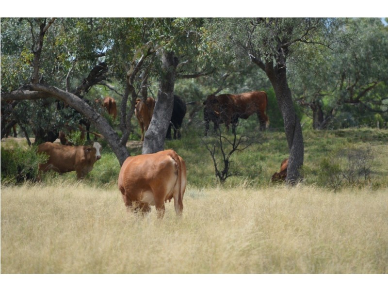 ” Wiringa”, Charleville QLD 4470