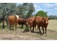 ” Wiringa”, Charleville QLD 4470
