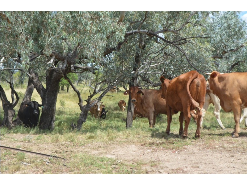 ” Wiringa”, Charleville QLD 4470