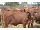 ” Wiringa”, Charleville QLD 4470