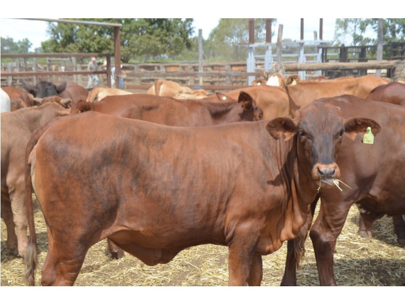 ” Wiringa”, Charleville QLD 4470