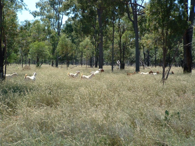Jandowae QLD 4410