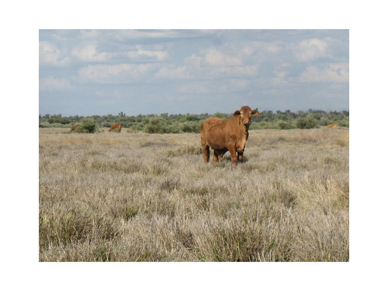 ” GARFIELD”, Jericho QLD 4728