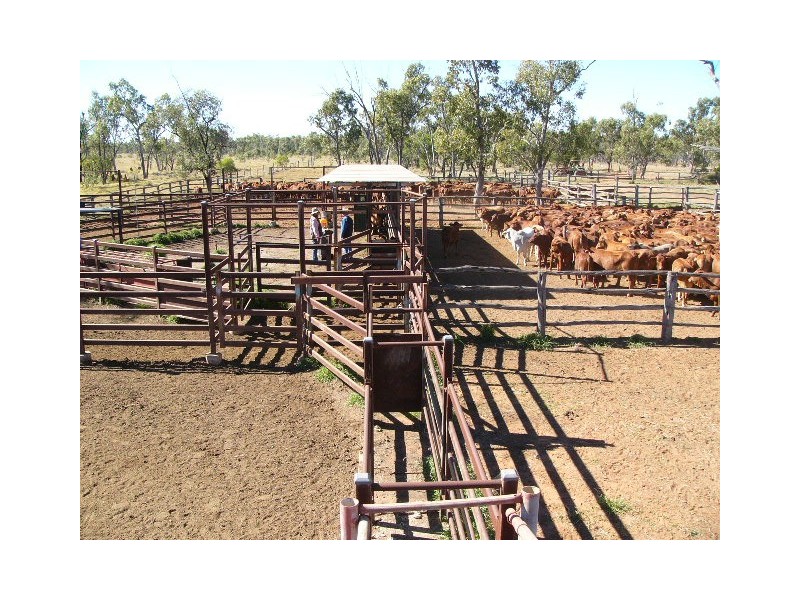 ” GARFIELD”, Jericho QLD 4728
