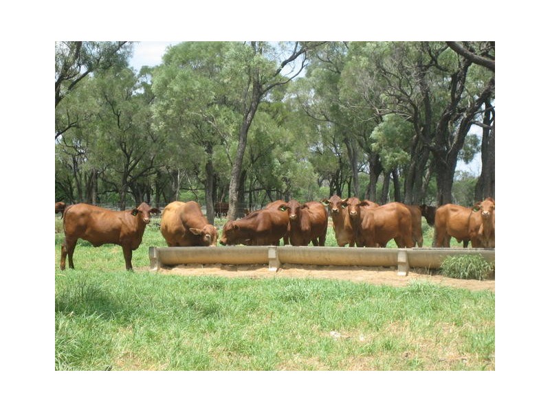 ” GARFIELD”, Jericho QLD 4728