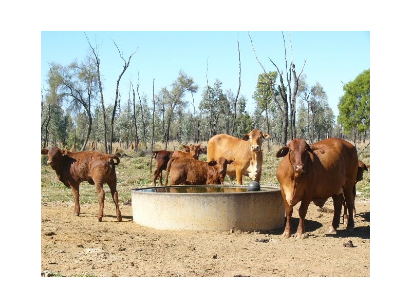 ” GARFIELD”, Jericho QLD 4728