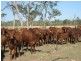 ” GARFIELD”, Jericho QLD 4728