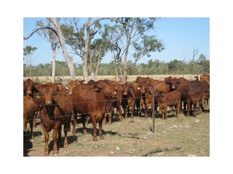 ” GARFIELD”, Jericho QLD 4728