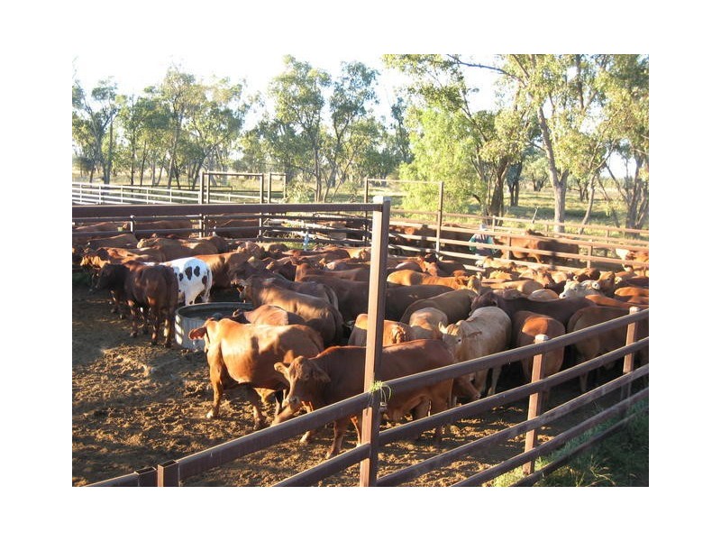 ” GARFIELD”, Jericho QLD 4728