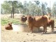 ” GARFIELD”, Jericho QLD 4728