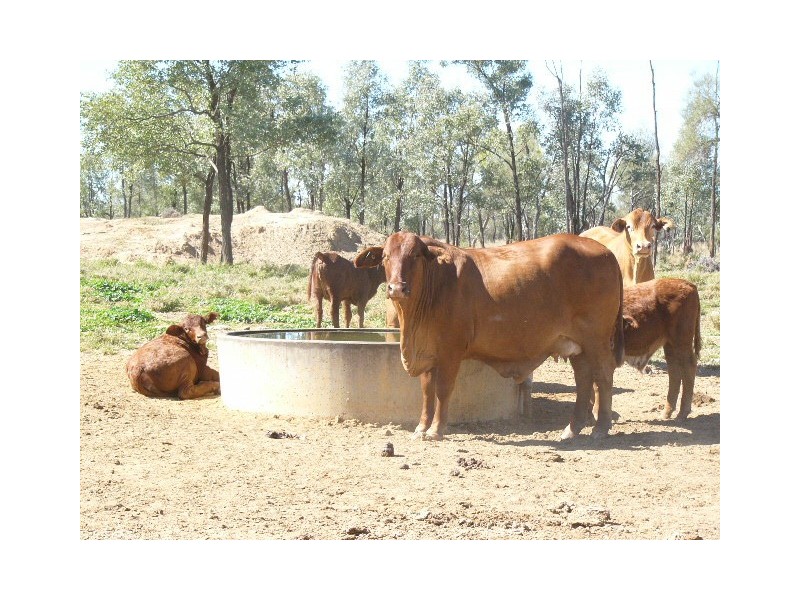 ” GARFIELD”, Jericho QLD 4728
