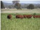 Taroom QLD 4420