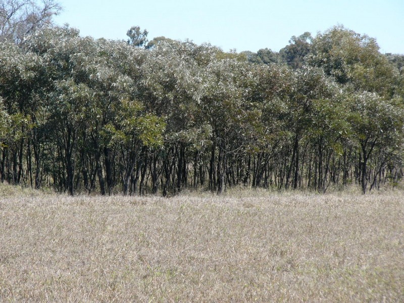 20 Ludwig Drive, Taroom QLD 4420