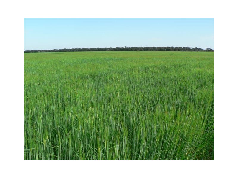 Goondiwindi QLD 4390