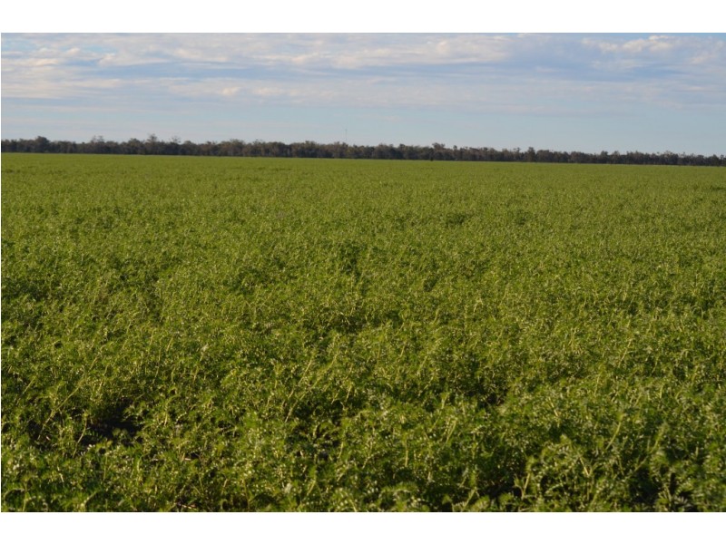 Goondiwindi QLD 4390