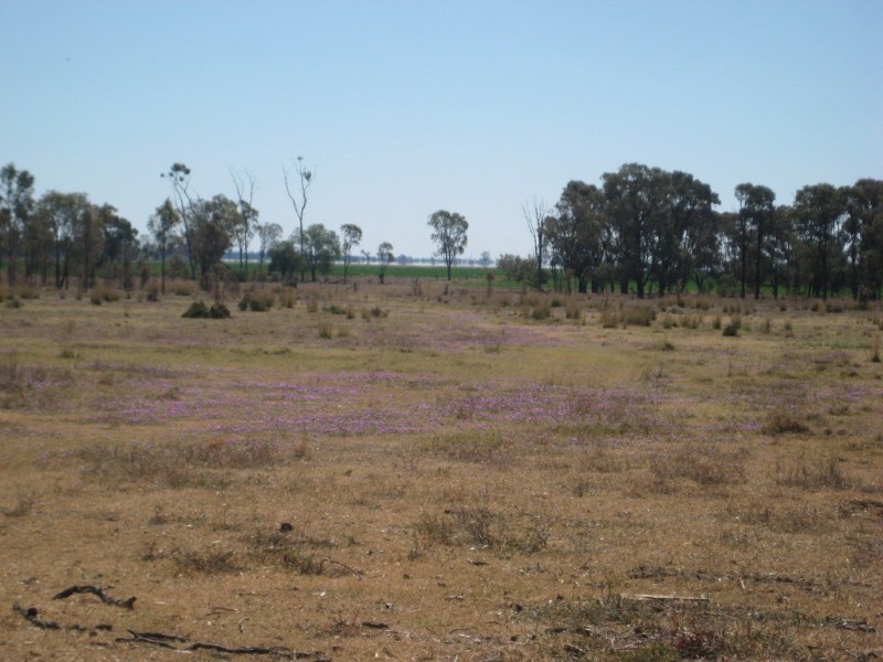 Cecil Plains QLD 4407