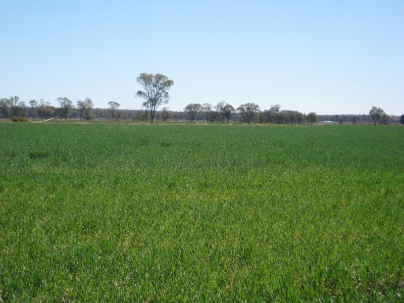 Cecil Plains QLD 4407