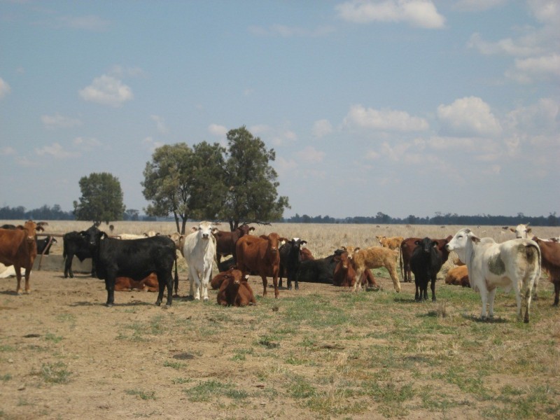Moonie QLD 4406