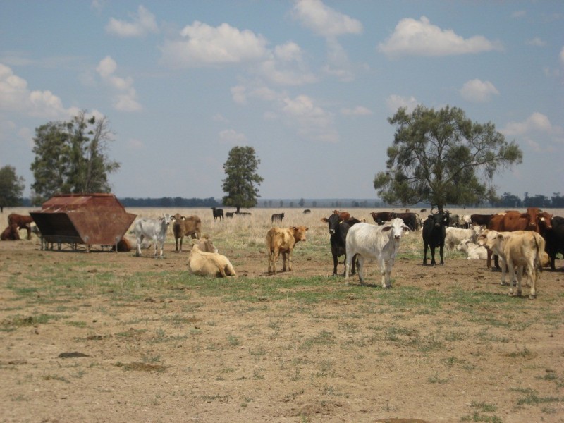 Moonie QLD 4406